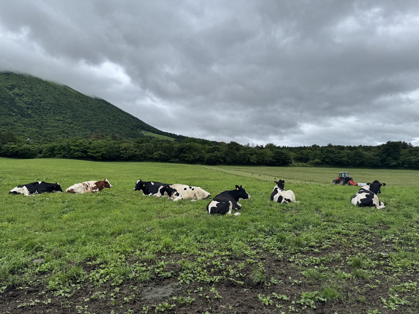牧草地で寝そべるホルスタインの群れ