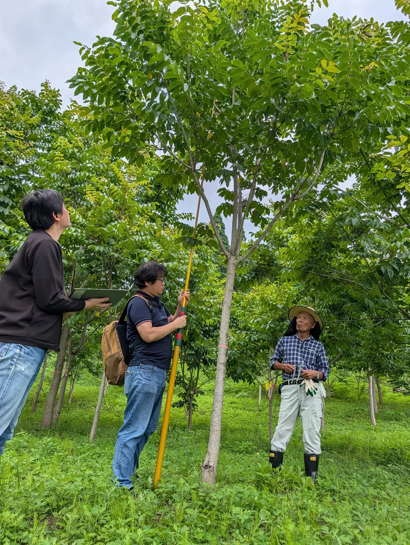 黄色い測定ポールで漆の木の樹高を測り、記録を取る参加者